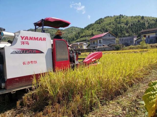  龙山|久雨终逢晴，龙山多地开启抢收水稻模式