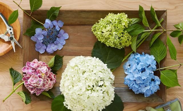  修剪|托尼老师教您修剪绣球花，记住简单两点，拿剪刀的手再也不抖啦