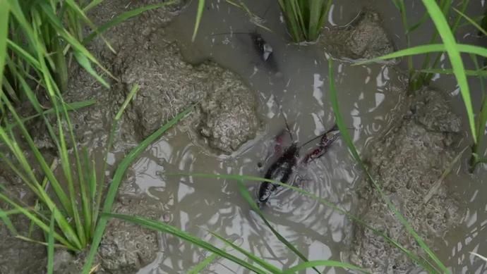  鱼虾|云赏金龙鱼虾田稻，共忆香韵外婆情