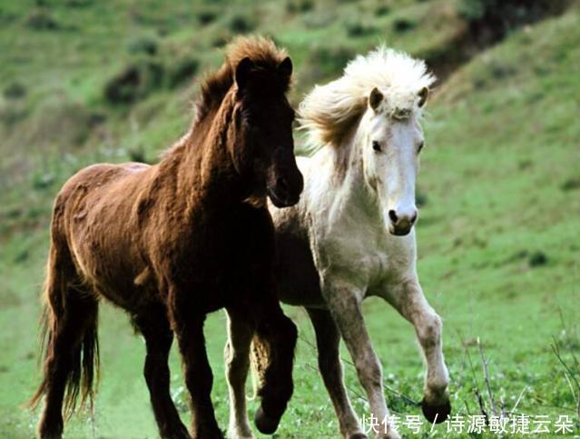 猪肉|有吃猪肉,羊肉,牛肉,为啥没人吃马肉看后才知,原因很真实