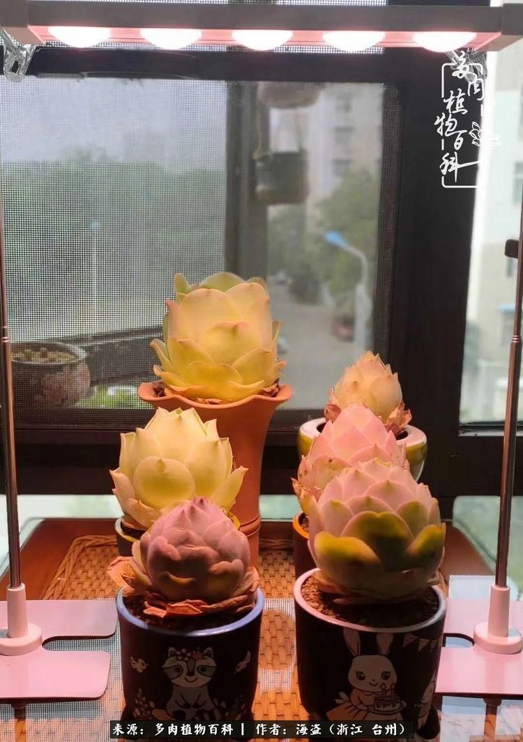  梅雨季|干货：高温高湿梅雨季，山地玫瑰养护提醒，帮你远离黑腐！