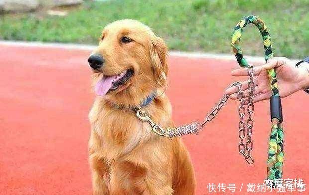  伤害|文明养狗，请不要让你的宝贝伤害到别人的宝贝