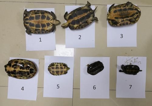  重点保护|注意！这些龟都是国家重点保护动物，乱养可获刑