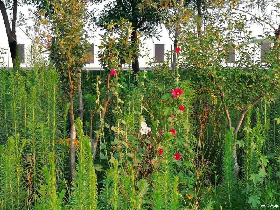 蜀葵|盛夏赏蜀葵，观花心情爽！