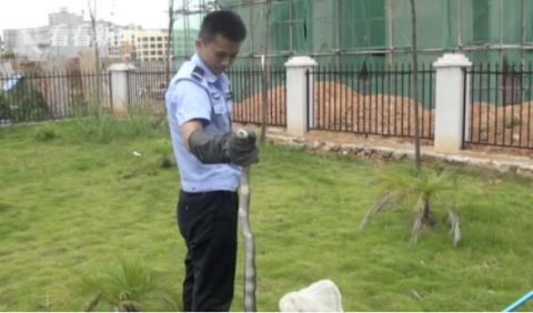  吓人|吓人！1.4米长眼镜蛇溜进农舍 还生吞了4个鸡蛋