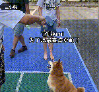  集体|狗狗集体探望消防员，反被【强制仰卧起坐】锻炼，网友笑喷