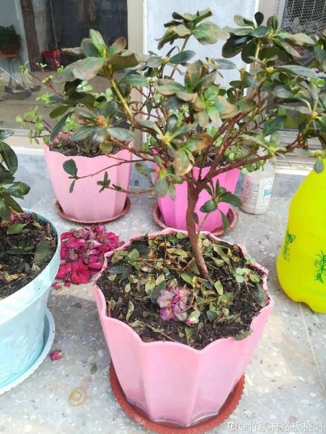  新芽|花养成光杆司令，赶紧这么救，3天冒新芽