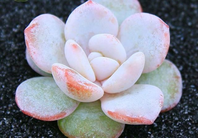  些多肉|多肉叶片出现一层白粉？恭喜