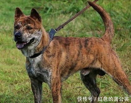 山东细犬|奇特的本土狗,不止有田园犬,藏獒和这几种比起来都不算什么