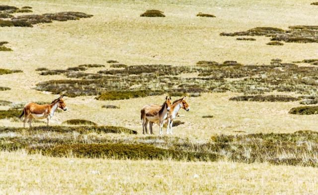 想象|不必远赴澳大利亚就能拥有的粉红湖、空中草原,西藏之西比想象中更惊艳!