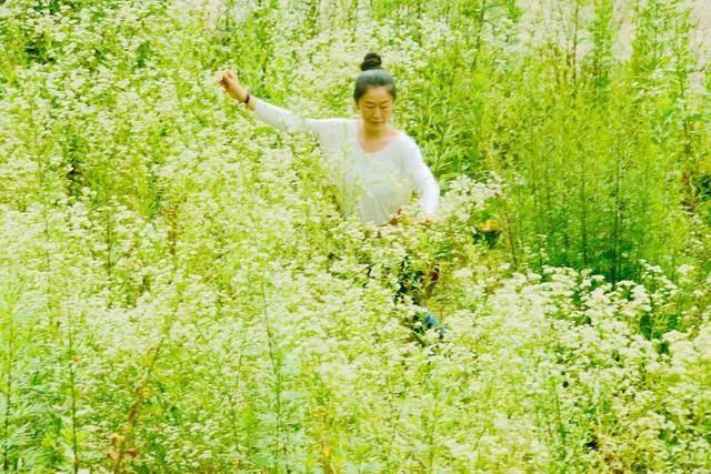 花海|你去过了吗？朝天李家这片白色花海又成网红，宛如一幅美丽画卷！