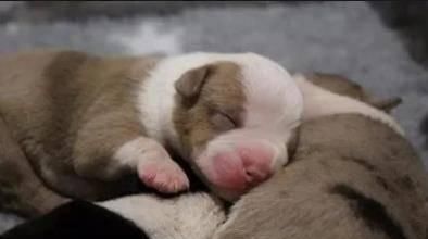  狗子|医生检查狗子最多生6只宝宝，最后它竟然生了20只，医生都惊呆了！