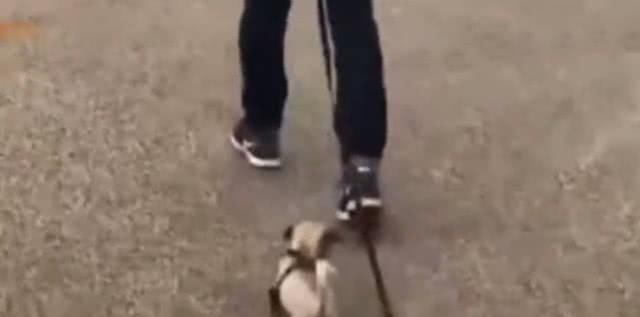 回头|男子带着狗狗去散步，浑然不知身后事，汪：主人你倒是回头啊