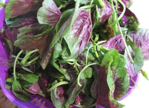  通畅|这菜在农村很普通，一斤2块钱，下饭开胃，口臭消失了，肠道通畅