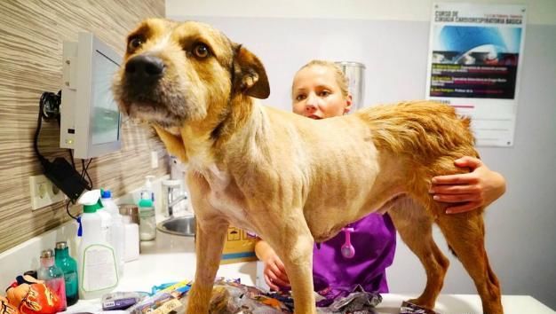  到处|这只无依无靠的流浪狗，拖着8公斤肿瘤到处求救，结局很暖心