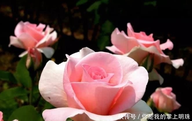 辅佐|9月开始收入大涨,贵人辅佐,白手起家的四大生肖