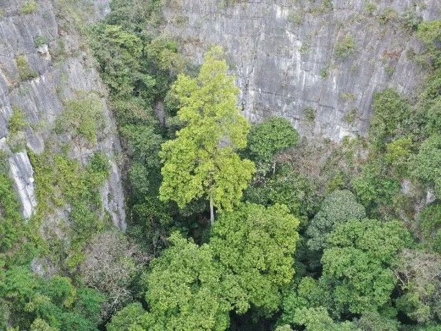 72.4米！中国岩溶地区发现最高树