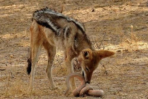 攻击|胡狼捕食毒蛇,毒蛇不用毒牙攻击,反而缩成一团保护蛇头