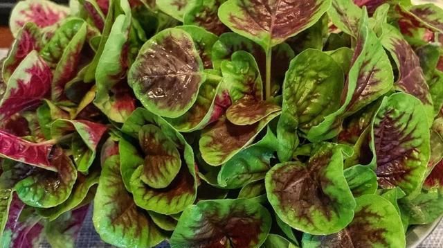 营养|这道菜夏天才有,农村老人称它为“长寿菜”,才3元1把,太便宜了