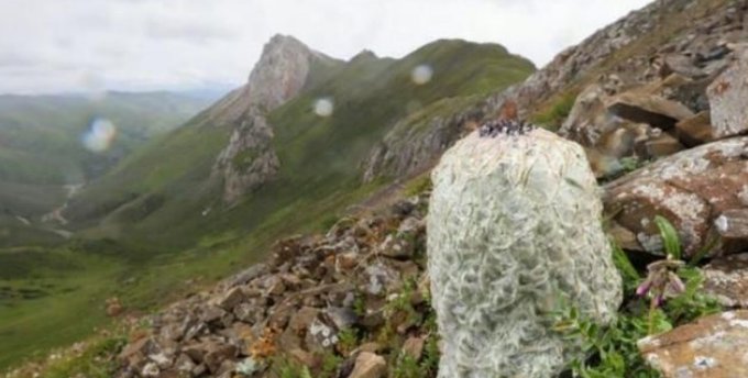  官方|刘宇宁面临牢狱之灾，官方正式介入摘雪莲事件，网友：他是无辜的！