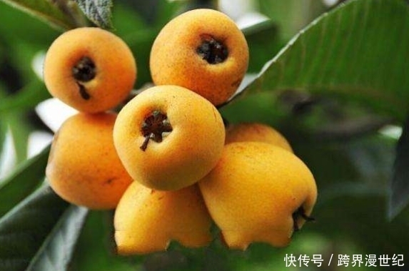 野果|农村大山里的野果，能健脾开胃，美容排毒，降压降脂，你认识吗