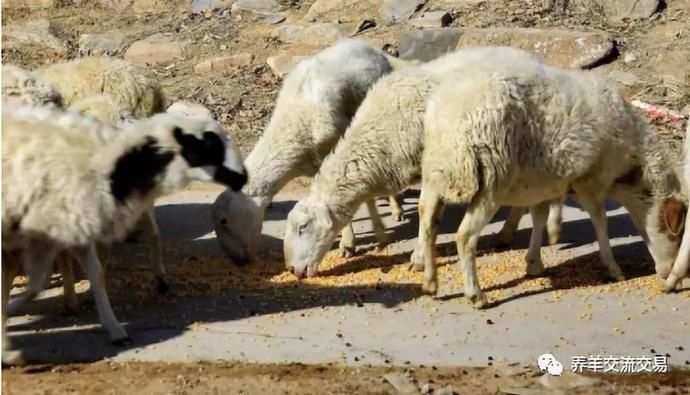  陈玉米|新玉米快上来了，喂羊，千万不能乱喂！