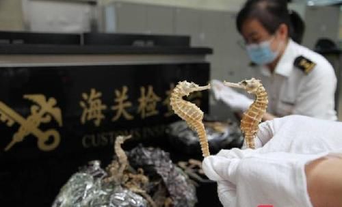 拱北|女子携带1千克干海马，在拱北口岸被查