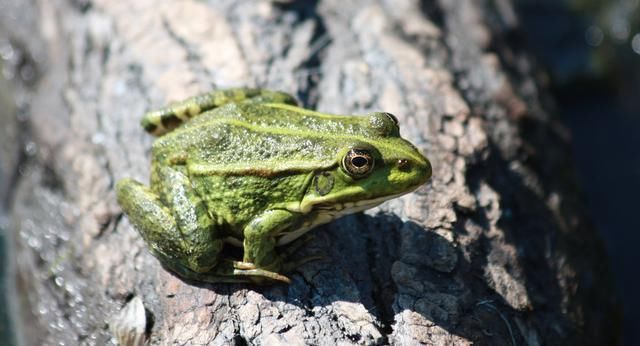 万年前|在地下20米的矿床发现一只青蛙, 竟是200万年前的活青蛙