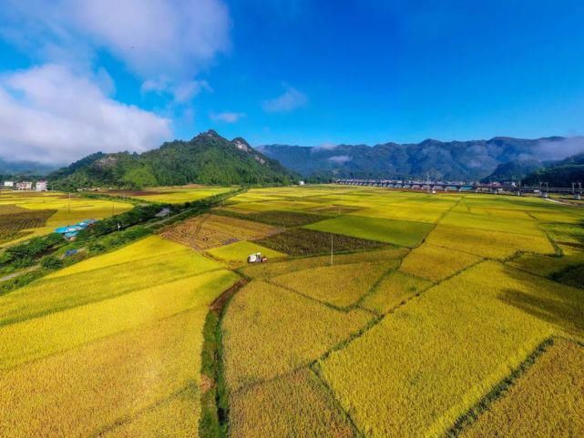  龙山|久雨终逢晴，龙山多地开启抢收水稻模式