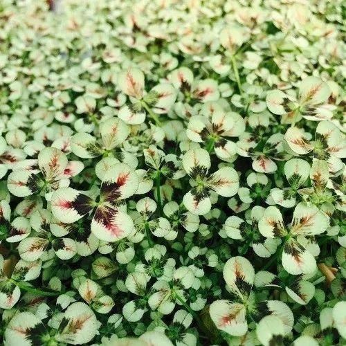 变异|这花被人工培育了，叶子变异后，可以这么美！