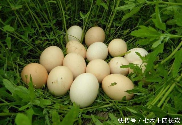  造假|现在还能买到假鸡蛋？看准这几点，鸡蛋个头大味道新鲜