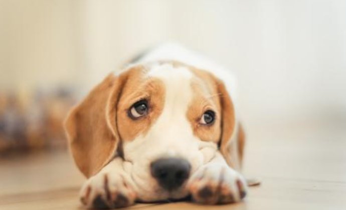 前爪受伤|受伤的狗狗自己跑到药店寻求帮助，在地上翻滚着感谢医生