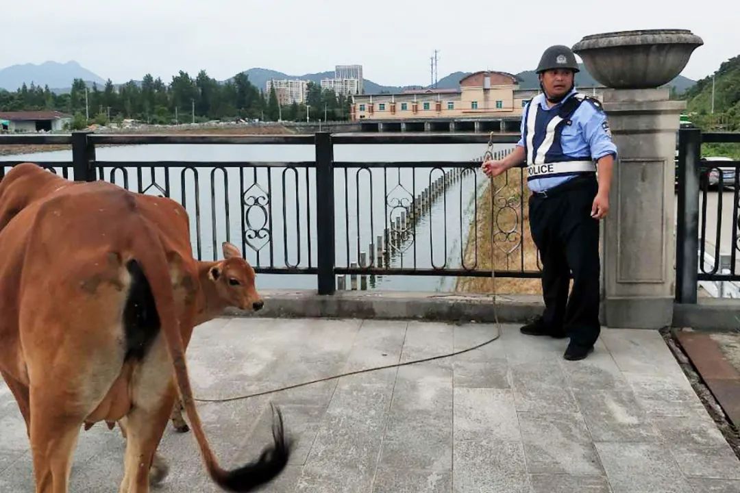  气象北路|宁海街头惊现5头“牛魔王”，巡逻特警这般操作..........