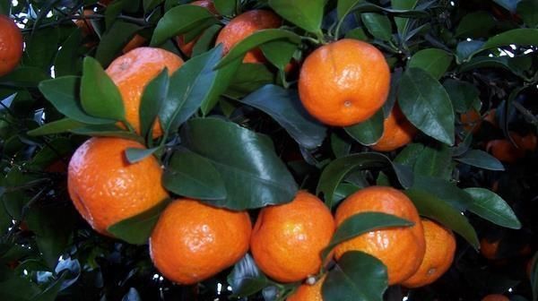  定植|沙糖桔一般可以长多高？沙糖桔怎么种植能长得又快又好？