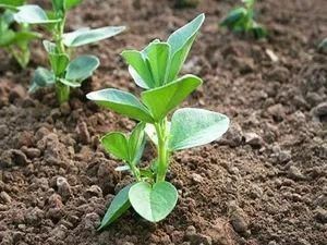 适合|冬天吃不起菜新西兰华人6月种菜攻略,适合新人上手