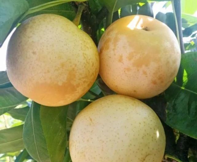 主厨|肉质与梨汁的完美融合，帅哥主厨手把手教您独家手艺！