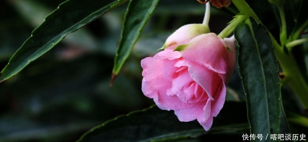 毛主席|指甲花你知道吗？曾受毛主席的赞美，一起来看诗词中的指甲花吧！