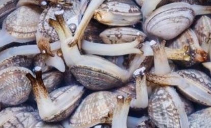 新鲜|吃花甲总咬到沙子？教你一个小技巧，让花甲沙子吐得干干净净！