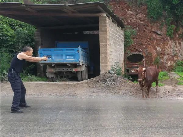 菜牛|中7枪不倒“菜牛”狂化活成了“斗牛”的样子