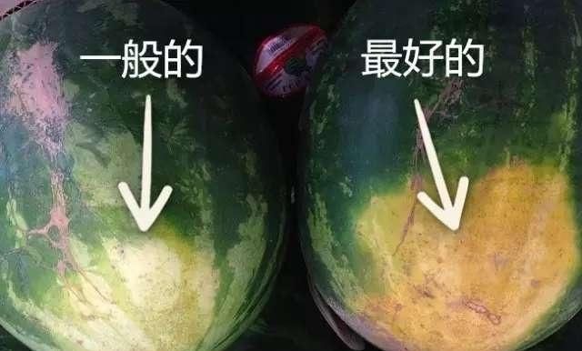 就证明|买西瓜时别再拍了,西瓜也分“公母”记住这“4点”一挑一个准