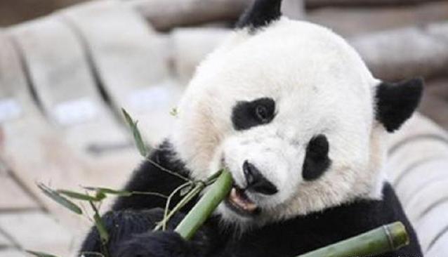 粪便|这些动物的粪便不仅能吃,还价值不菲,有的甚至比黄金还贵