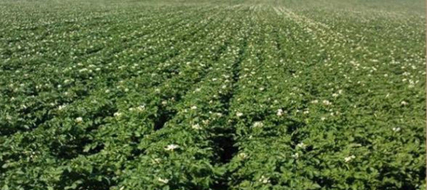  产量|土豆种植巧用四个小妙招，结的多、个头大，果面光滑产量高