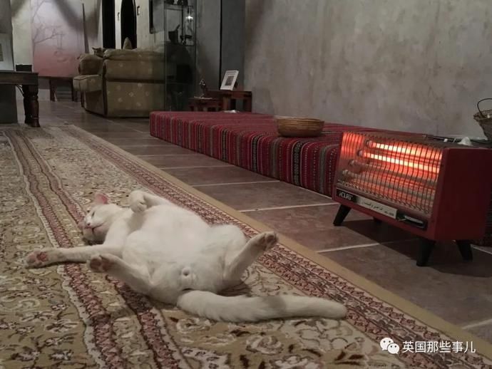  沙漠|霓虹妹子嫁到阿联酋，在5万平米的沙漠＂后院＂里养猫养骆驼?!