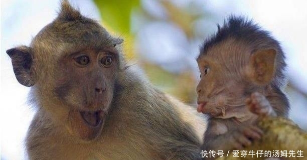 如今|世界最“孤独”的动物,如今仅剩两只,还相隔1000多公里