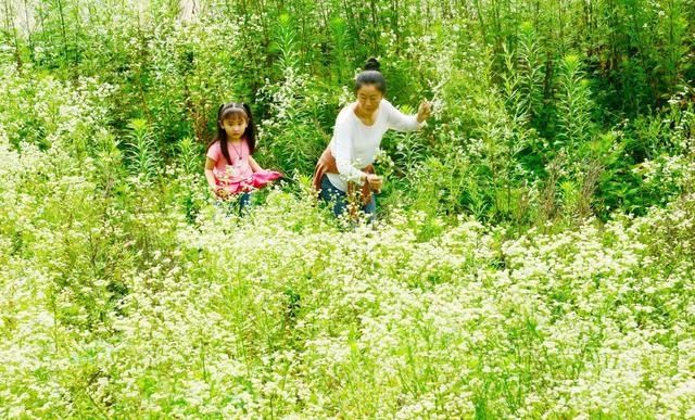 花海|你去过了吗？朝天李家这片白色花海又成网红，宛如一幅美丽画卷！