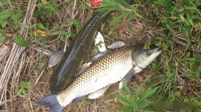 搅拌均匀|被大家忽略的一款饵,鲫鲤草鳊青通杀的一款饵,钓友都见过