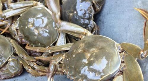  下锅|蒸螃蟹，热水下锅还是冷水下锅好？牢记这三点，螃蟹鲜嫩不掉腿！