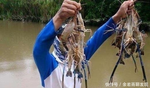 耐不住|罗氏虾过度繁殖“攻占”湄公河，一只虾重达500克，吃货按耐不住了！