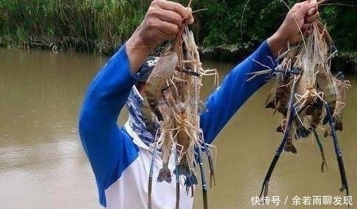 耐不住|罗氏虾过度繁殖“攻占”湄公河,一只虾重达500克,吃货按耐不住了!