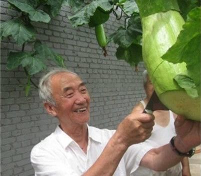 经刀|农村有一种神奇的瓜,一个能吃两个月,经刀砍接着长
